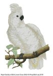 (image for) RSBL Cockatoo Great White Crested